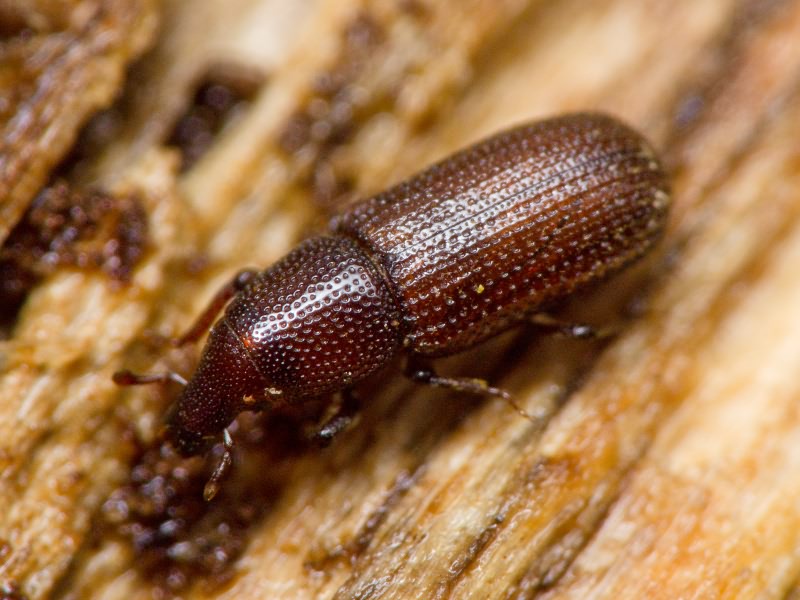 Stereocorynes truncorum (Germar, 1824)